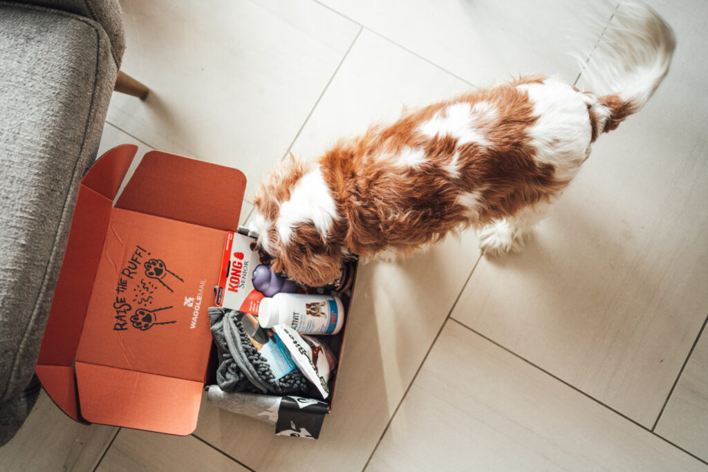 A happy Cavalier King Charles Spaniel senior dog wagging his tail and enjoying his dog enrichment toys and boredom busters for dogs