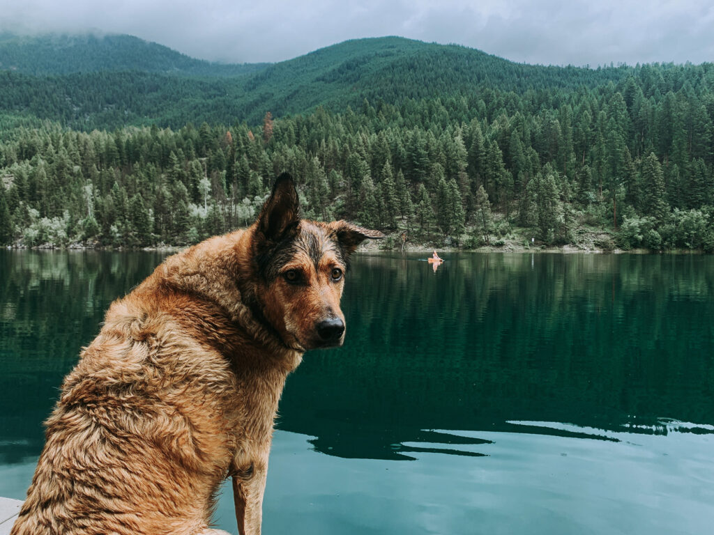 Dog enjoying a mountain lake in the summer - First Aid Basics for Dogs - Waggle Mail 