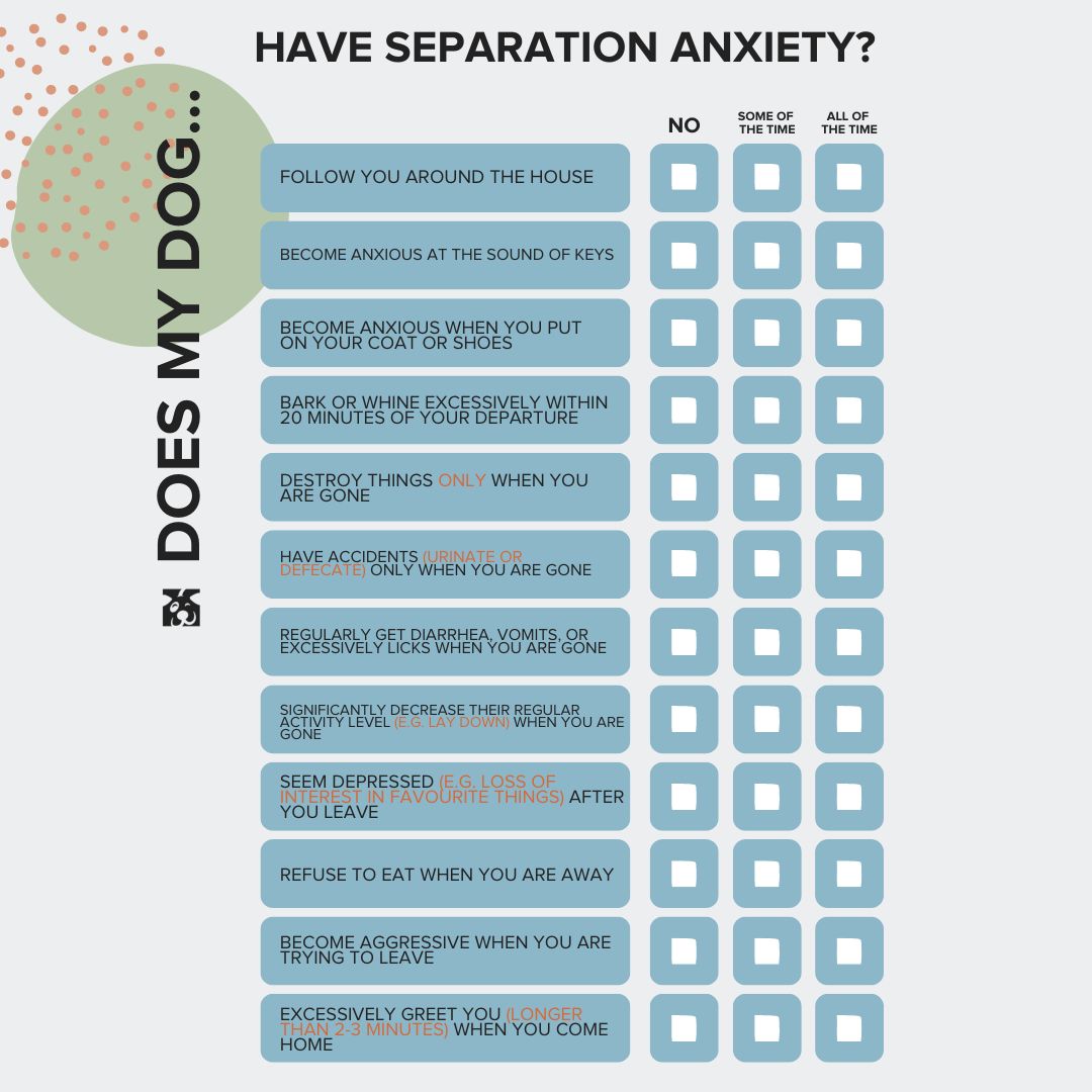 Does my dog have separation anxiety quiz