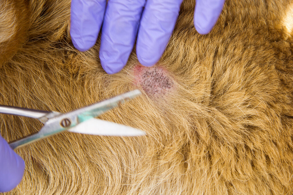 Use clippers to clear the fur around a hot spot