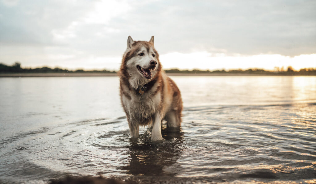Camping with dogs and husky standing in a river
