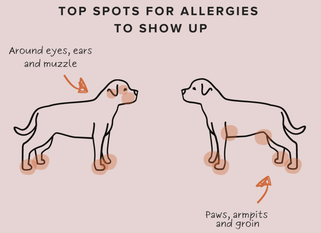 Top spots for allergies to show up in dogs