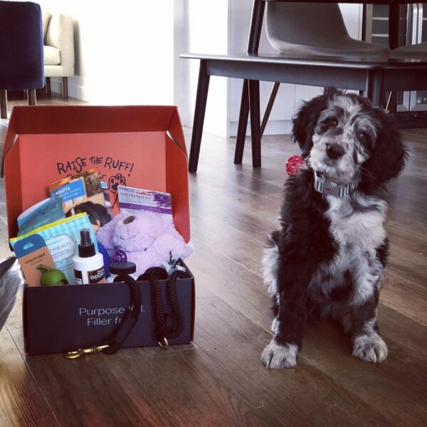 Josie the Aussiedoodle with her Waggle Mail dog subscription box