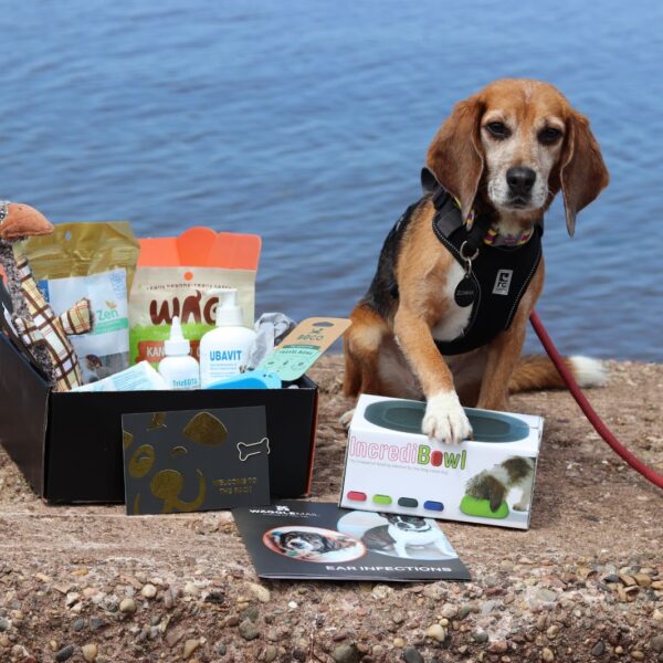 Zumma, a Beagle, with her Waggle Mail dog subscription box
