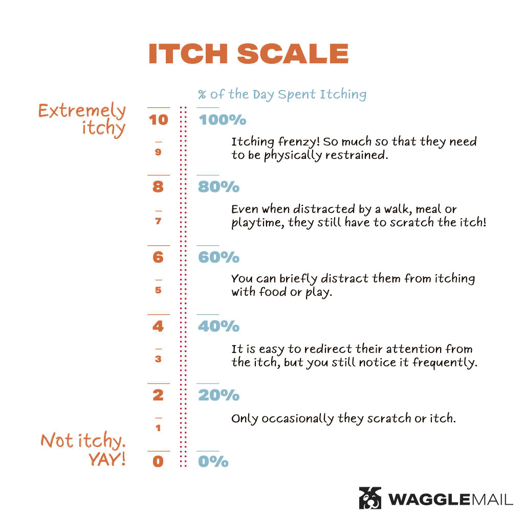 Dog Itch Intensity Scale