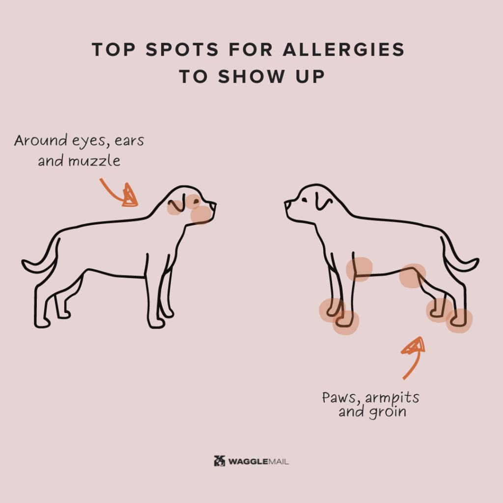 Top spots for allergies to show up in dogs.