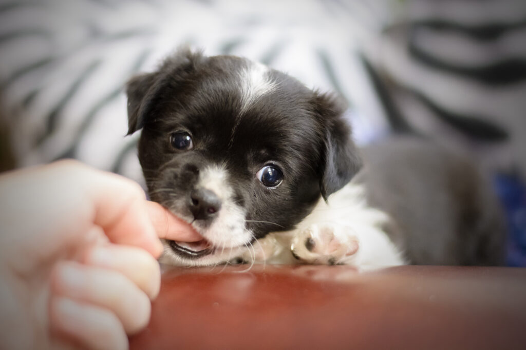 Why do dogs eat poop? - cute puppy biting the finger of its owner
