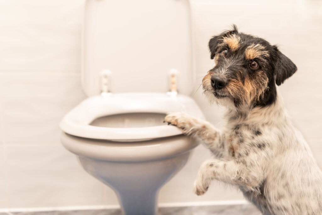 Why do dogs eat poop? - small dog climbing onto a toilet