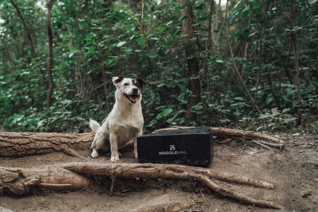 A happy Jack Russell Terrier sits with her Waggle Mail subscription box - First Aid Basics for Dogs