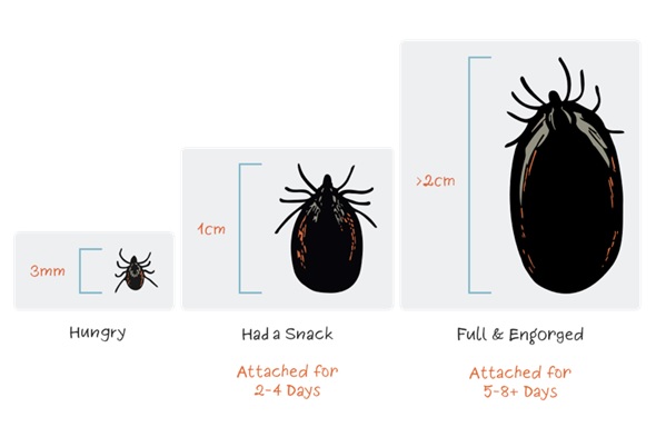 what does a tick look like on a dog and what do ticks look like on dogs and their various stages depending on time and feeding