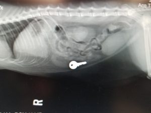 Xray of a key in the gut of a cat