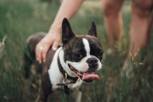 dog overheating a Boston terrier panting