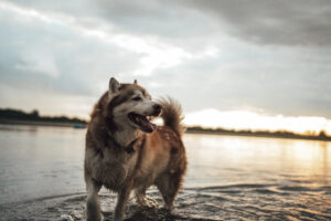 dog heat stroke prone husky standing in water