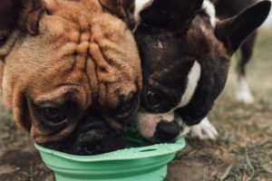 heat stroke in dogs and how to cool down a dog with two dogs drinking cold water