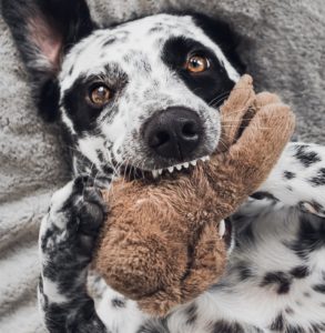 Puppy on its back with toy in mouth