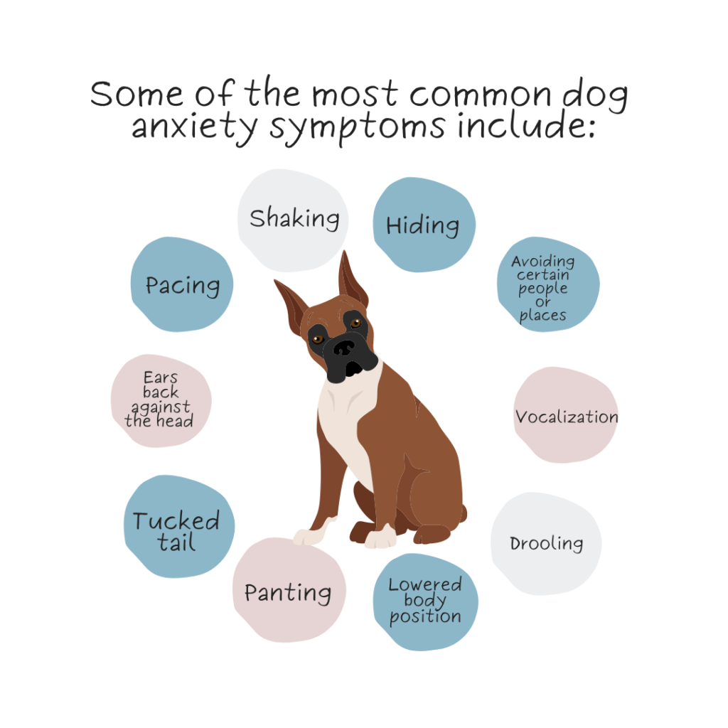 Infographic of anxiety symptoms