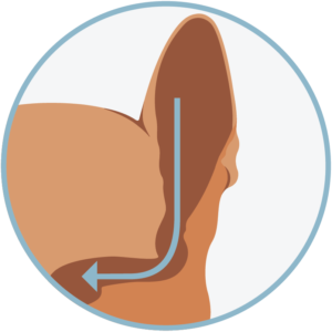 An infographic of the ear canal of a dog