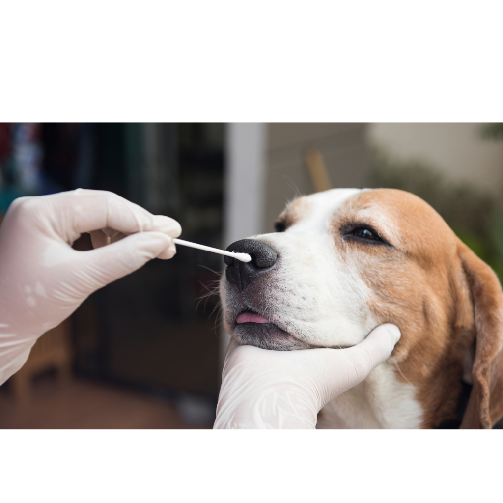 dog flu nasal swab
