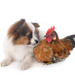 avian flu awareness puppy and chicken