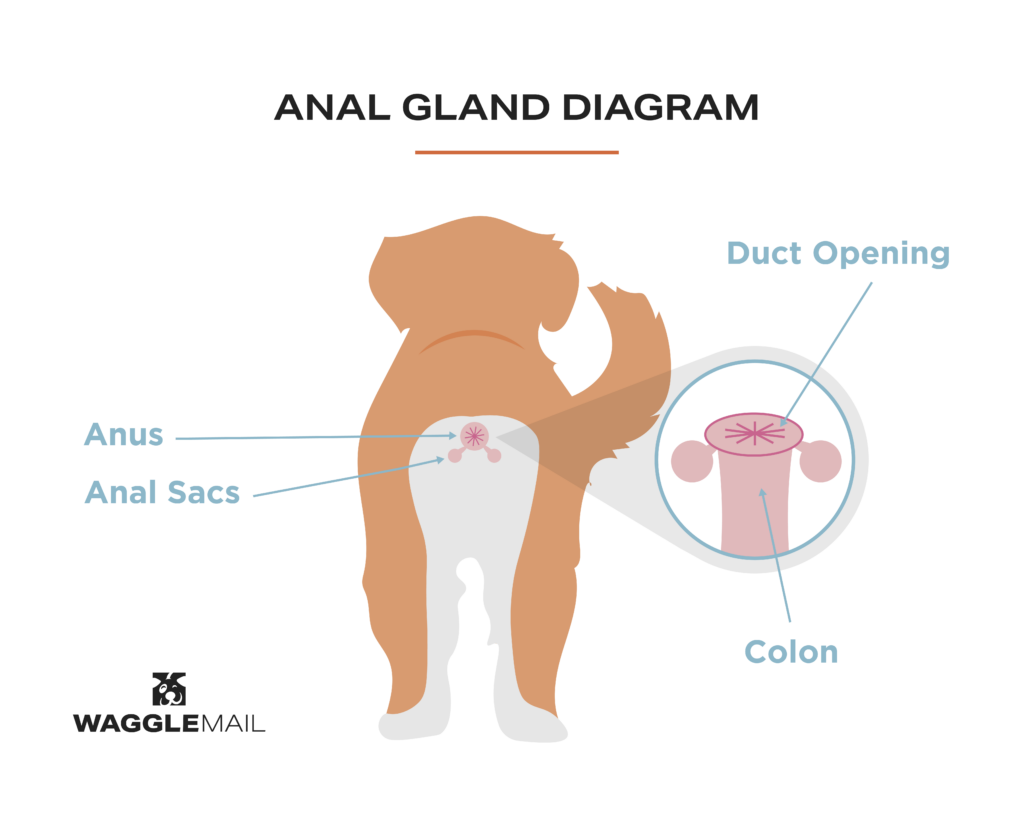 dog anal glands