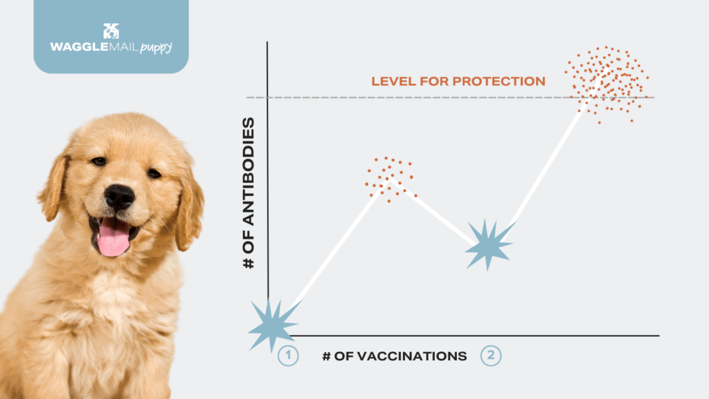 Puppy Vaccinations and Concentration of Antibodies for Impact