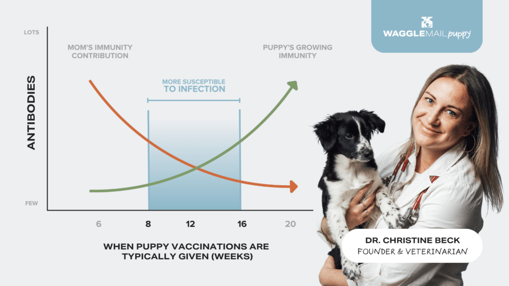 Puppy Vaccination Schedule explanation